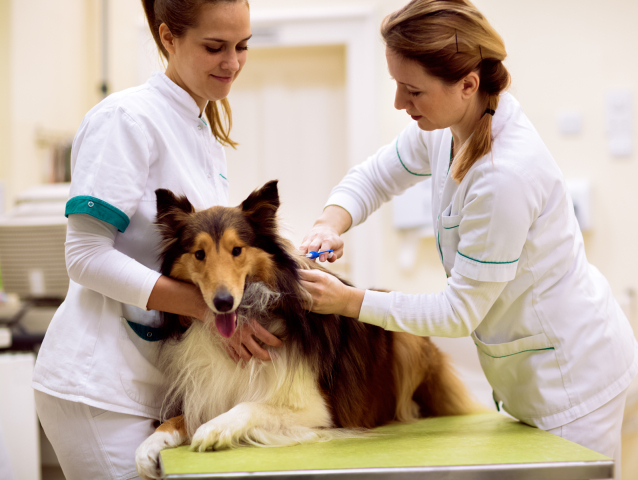 čipovanie, pes, veterinár