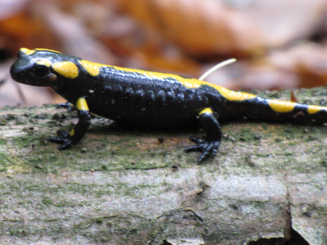 06 mokrade salamandra 2x