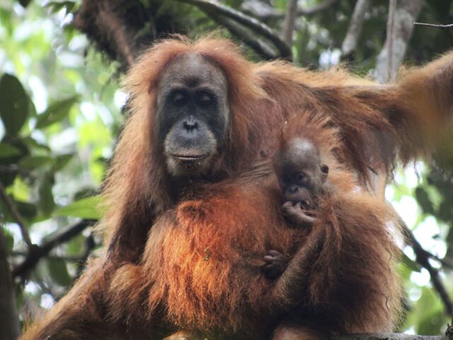 orangutan