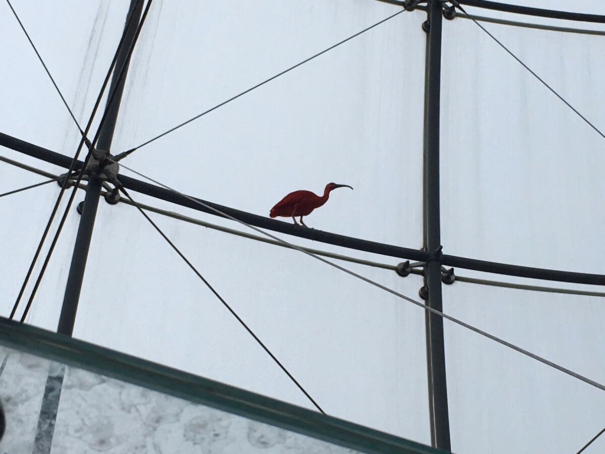 Janov, Taliansko, ibis, La Biosfera