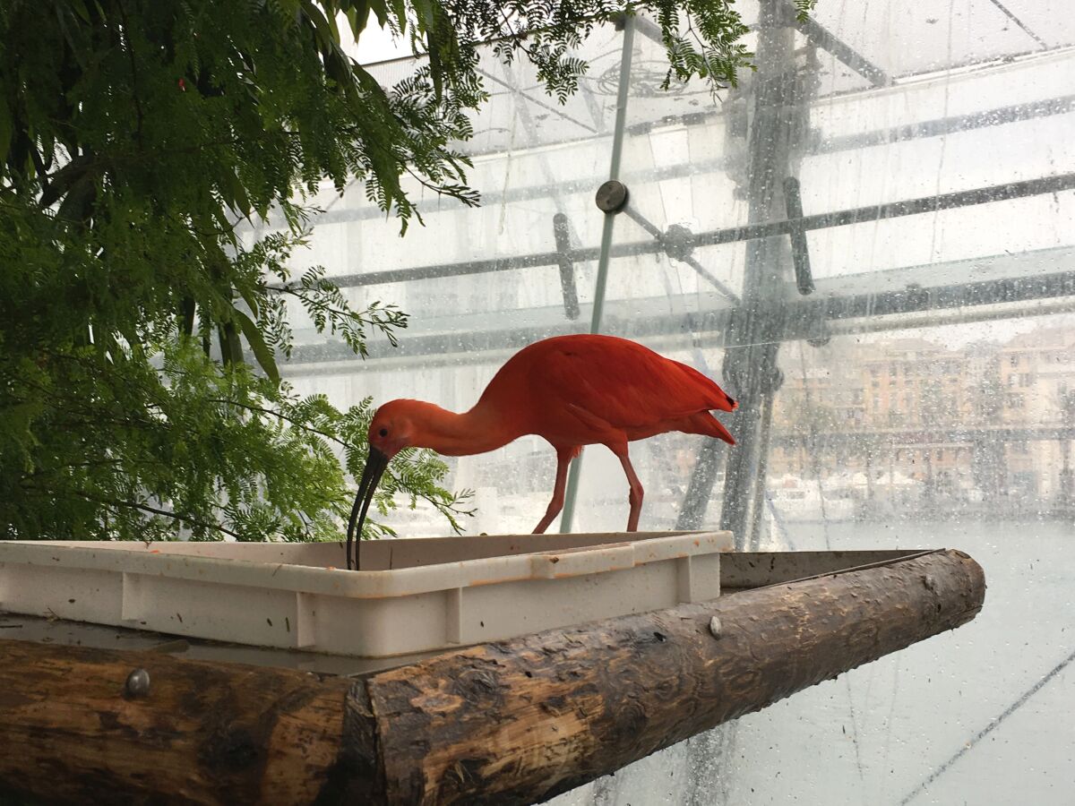Janov, Taliansko, La Biosfera, ibis, tropický vták