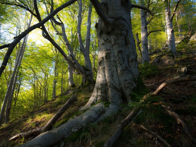 rumunsko, fagaras, Boia Micu