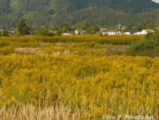 SAV-Solidago canadensis
