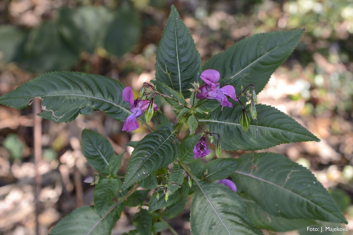 Impatiens glandulifera