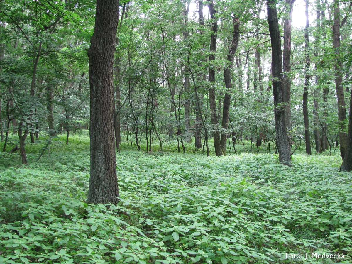 Impatiens parviflora