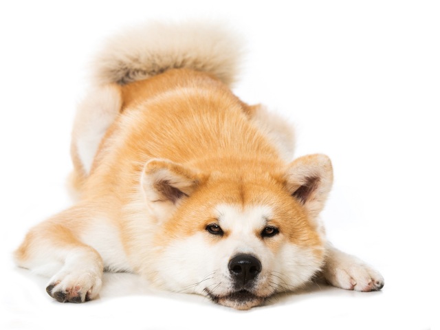akita