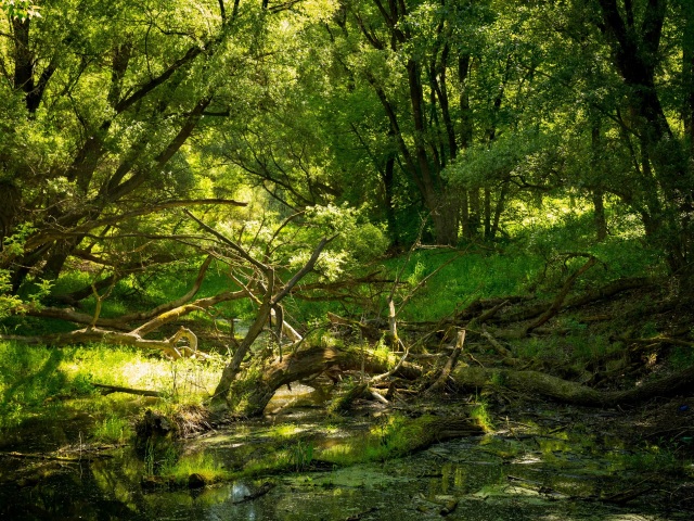Dunaj, príroda, Lužné lesy