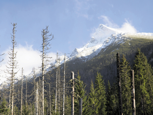 Lykožrút, Kriváň, Tatry, lesy, smreky