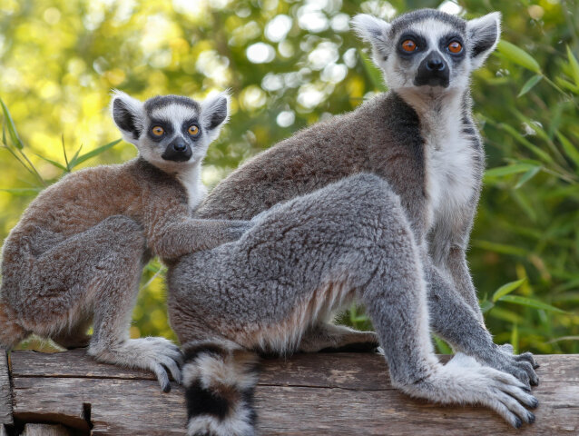 BELGIUM-ANIMALS/