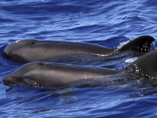 Hawaii Dolphin Hybrid