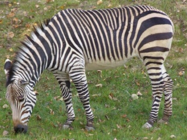 Zoologická záhrada, zebra
