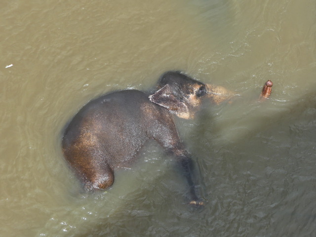 slon rieka Pinnawala Srí Lanka