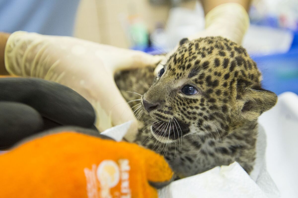 SR Bratislava ZOO Prírastok Nový Prehliadka Veterinár BAX