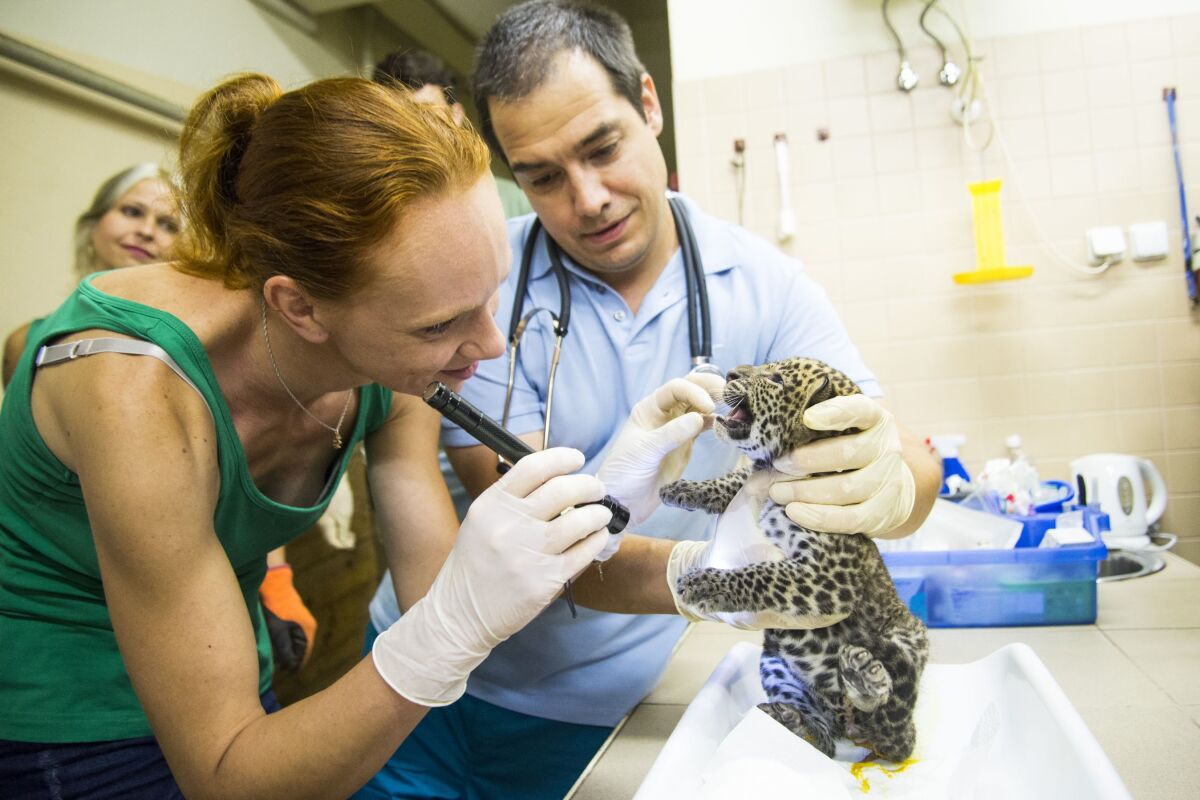 SR Bratislava ZOO Prírastok Nový Prehliadka Veterinár BAX