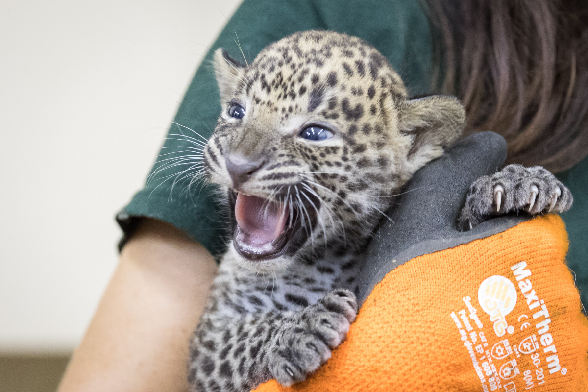 ZOO: Veterinárna prehliadka leoparda cejlónskeho