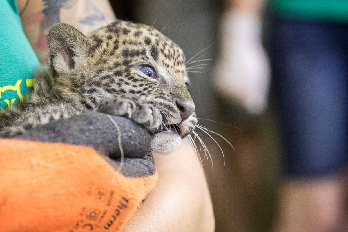 ZOO: Veterinárna prehliadka leoparda cejlónskeho