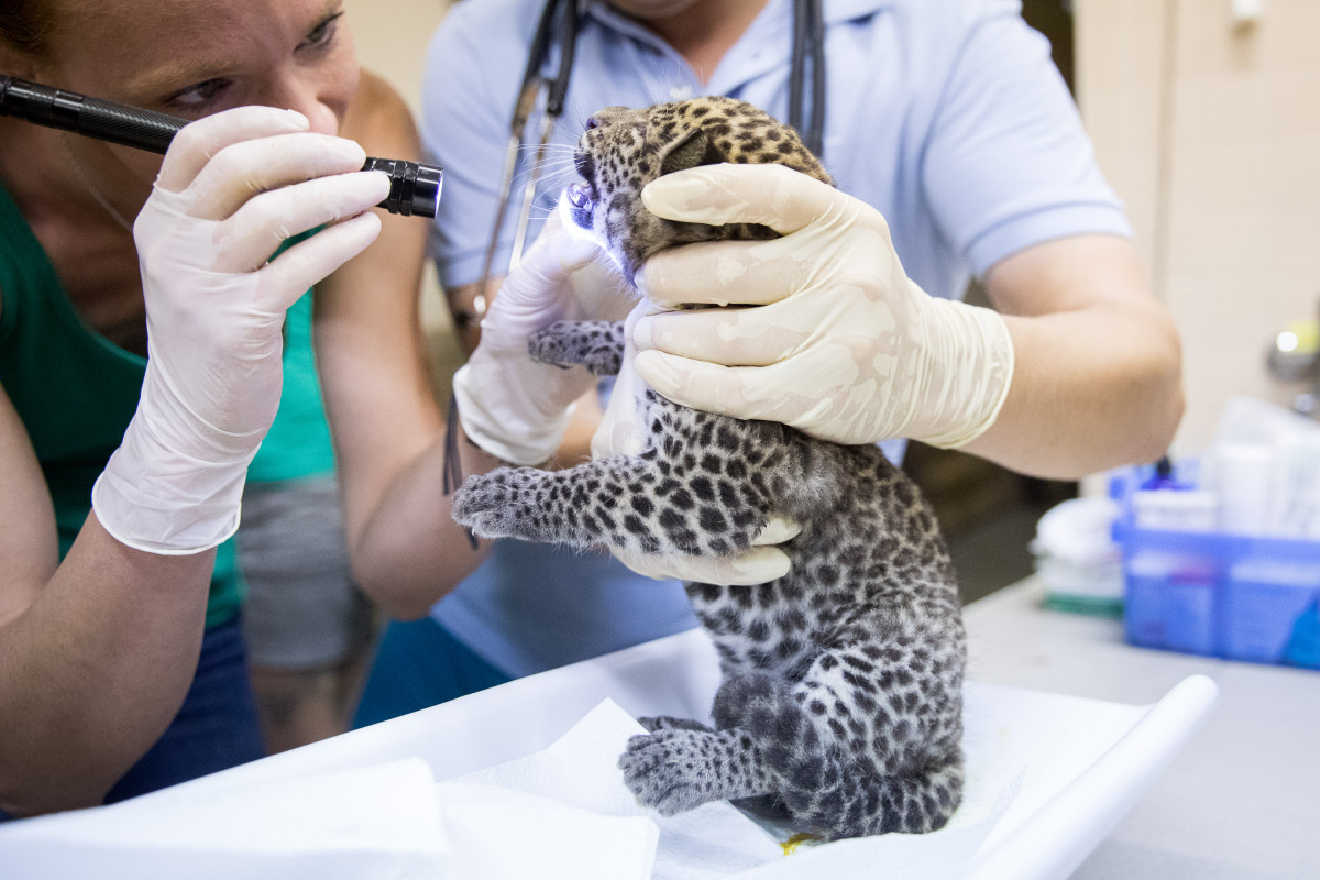 ZOO: Veterinárna prehliadka leoparda cejlónskeho
