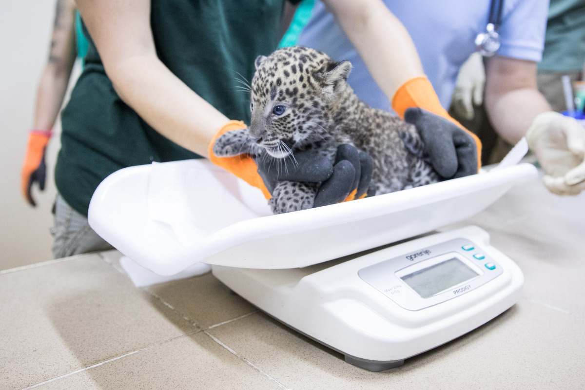 ZOO: Veterinárna prehliadka leoparda cejlónskeho