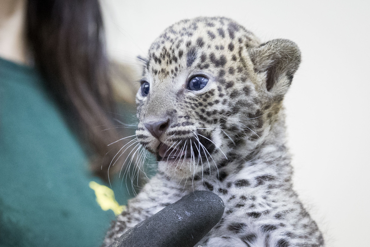 ZOO: Veterinárna prehliadka leoparda cejlónskeho