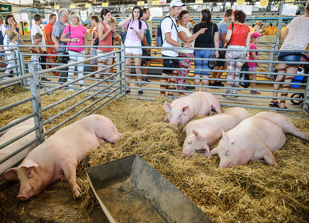 Agrokomplex Nitra 2018