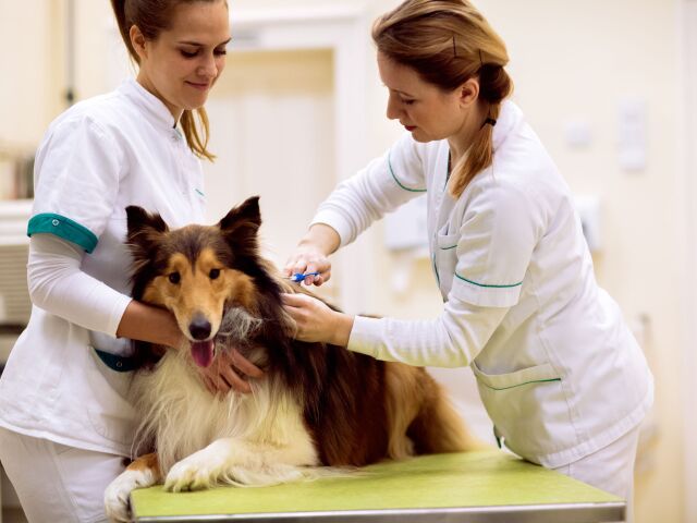 čipovanie psa, pes, veterinár