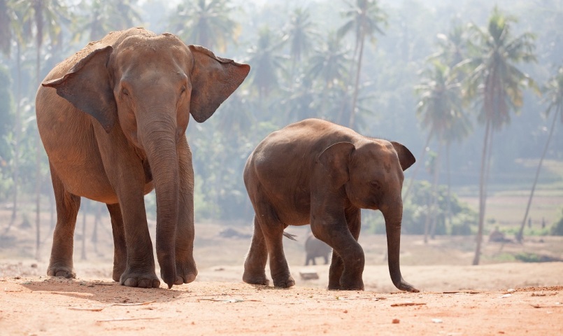Slony, India