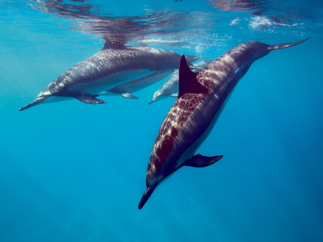 20-delfiny-4x