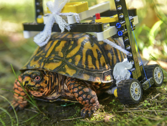 Lego Wheelchair-Turtle