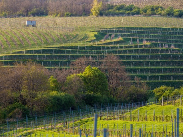 vinohrady, Bojničky