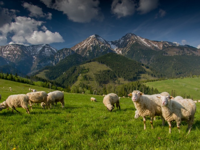 ovce, hory, poľnohospodárstvo
