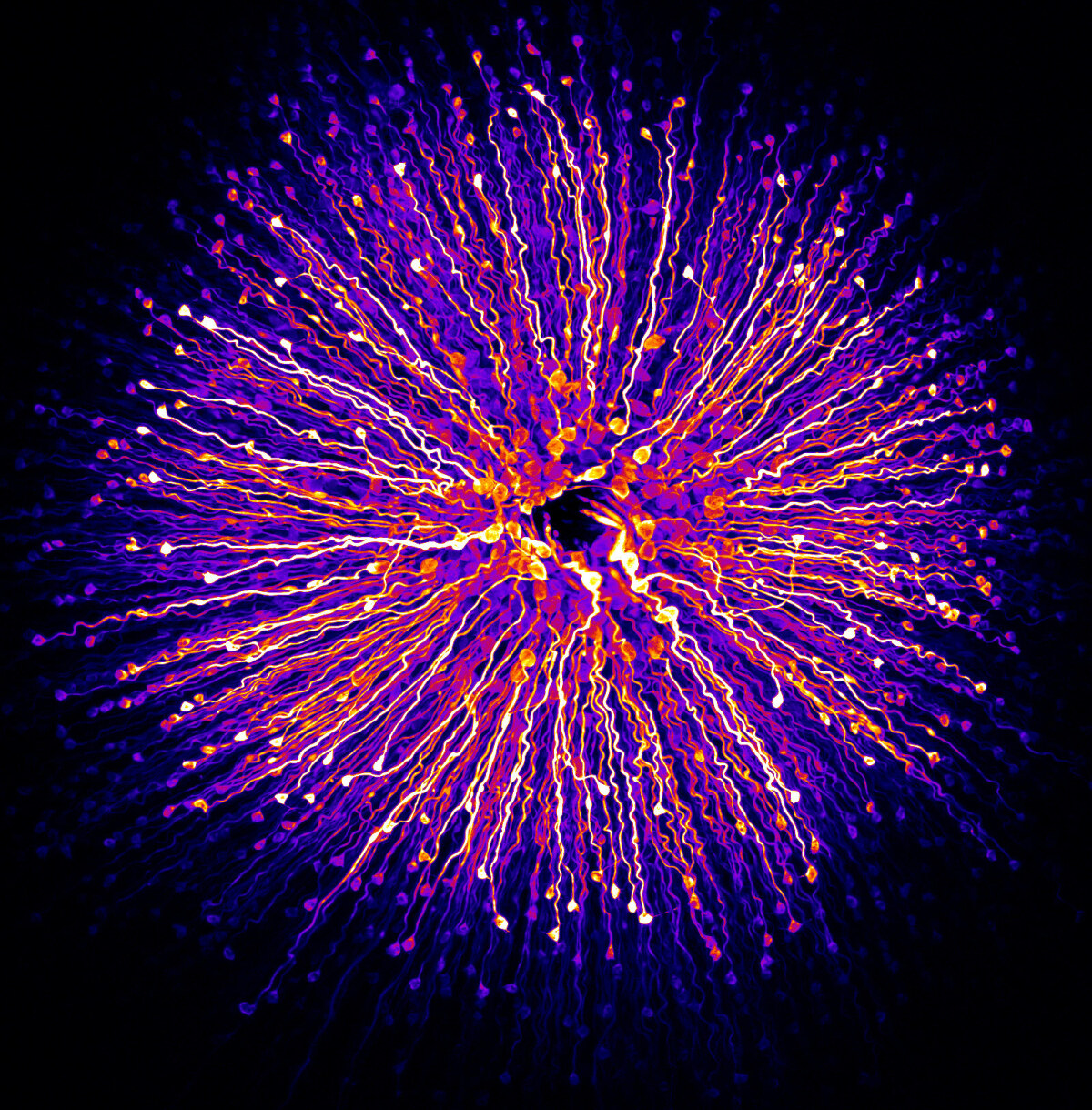 FOVEA hanen-khabou-RGB