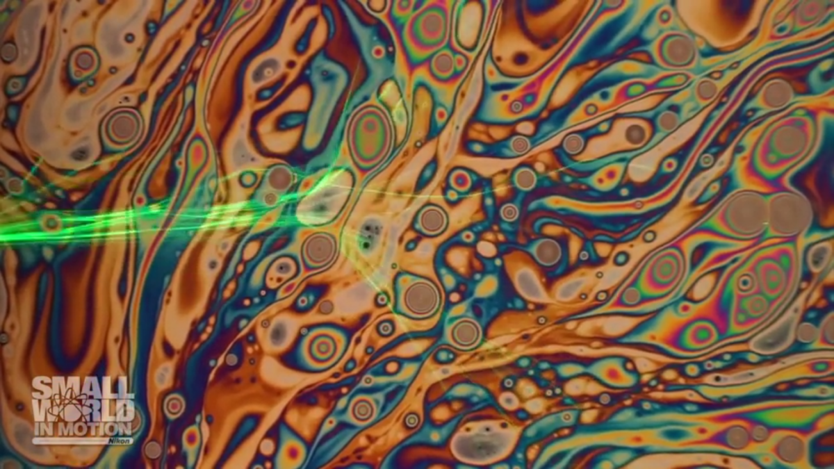 Miguel Bandres, Nikon Small World in Motion Competition