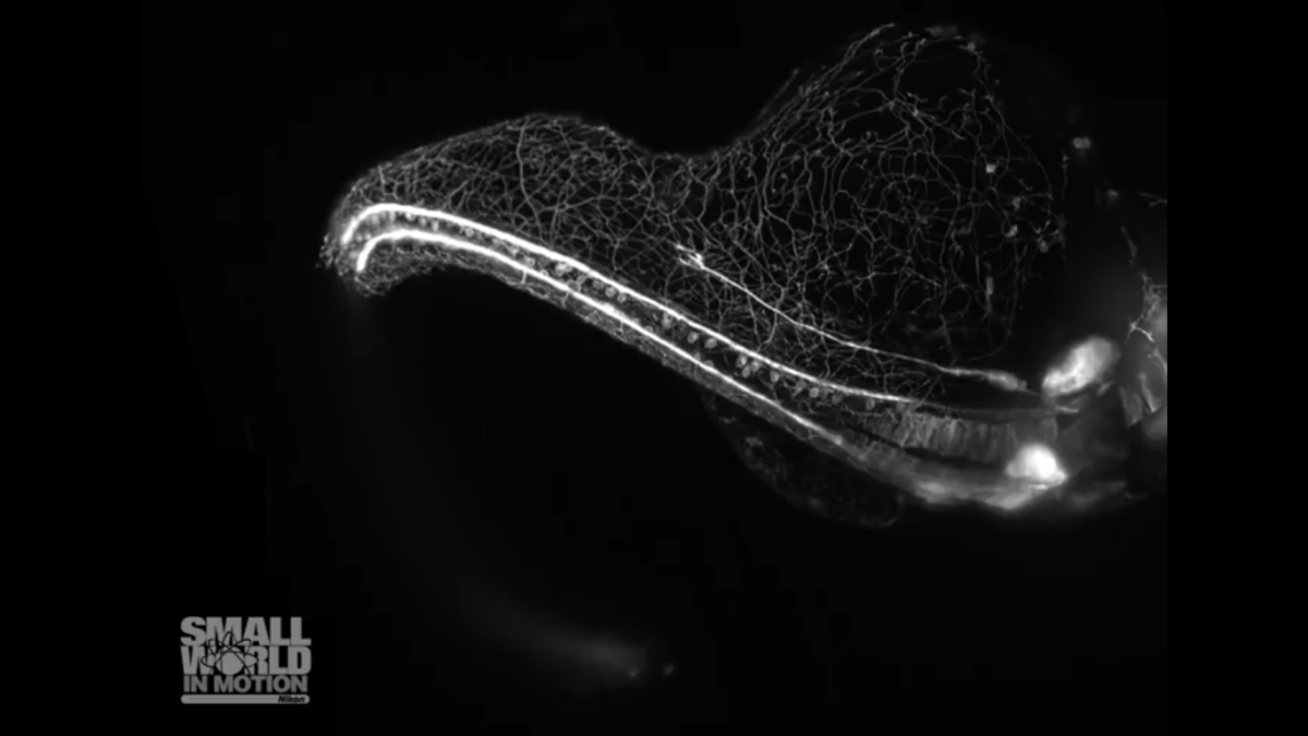 Nikon Small World in Motion Competition
