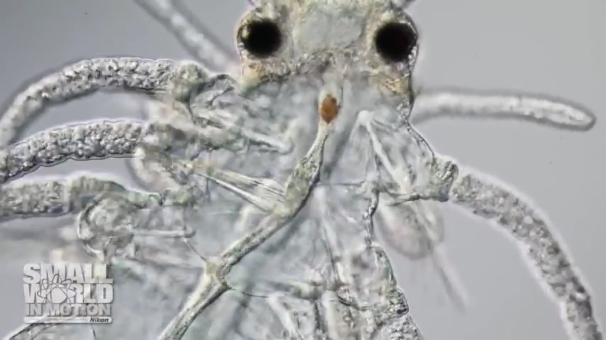 Rafael Martin-Ledo, Nikon Small World in Motion Competition