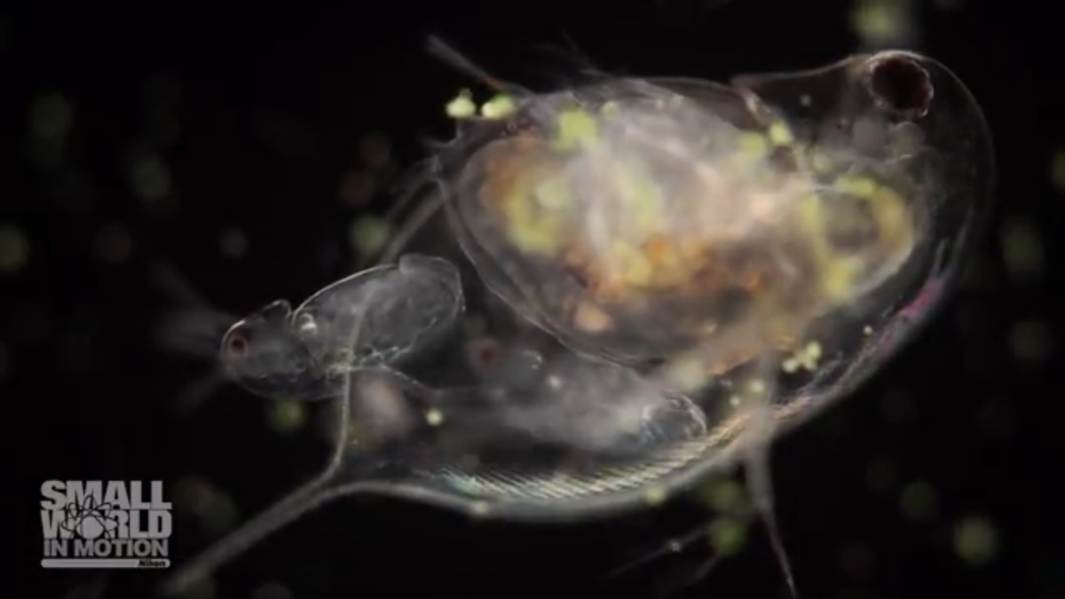 Wim van Egmond, Nikon Small World in Motion Competition