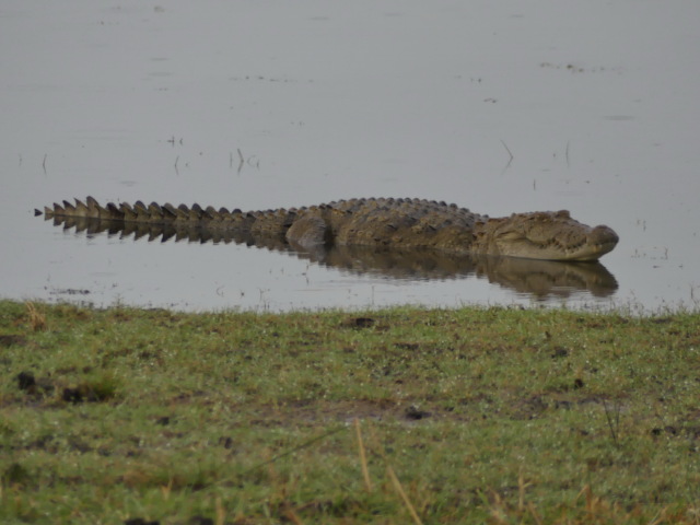 krokodíl Srí Lanka Kumana národný park