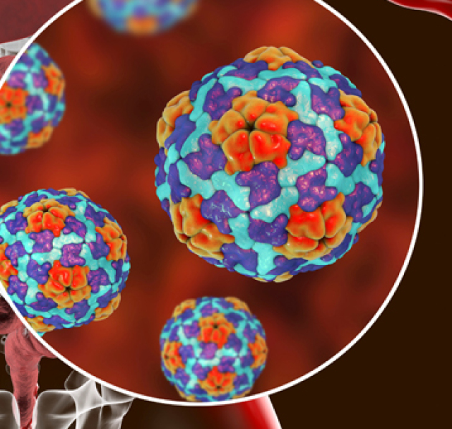 Hepatitída typu A, vírus, baktéria, zdravie, infekcia