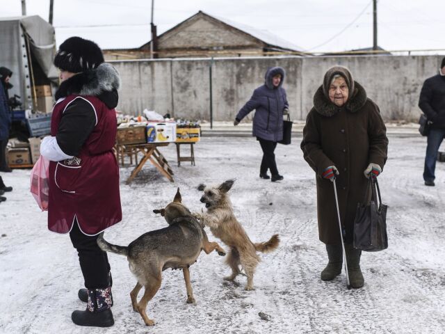 Ukrajina, trh, zima, sneh, Luhansk, psy