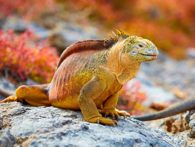 morlor-shutterstock 1038116611