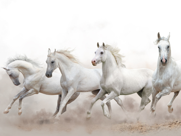 kone-shutterstock 573654271