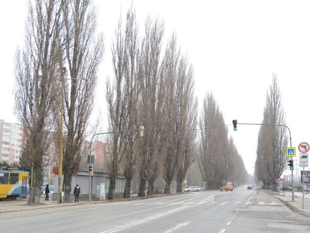 Slanecka cesta rozsirenie stromy Kosice 02