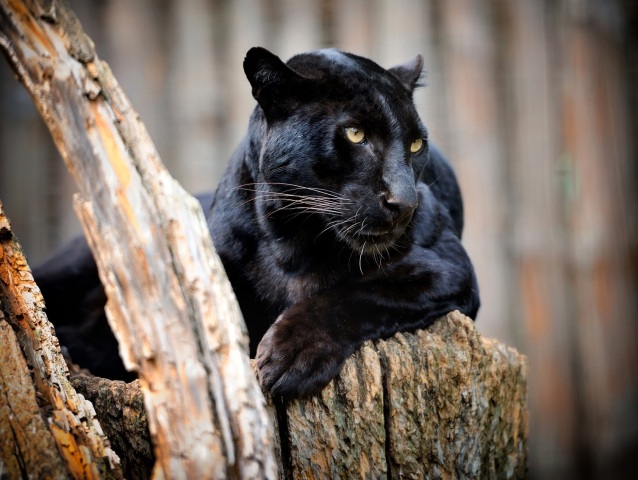 leopard-shutterstock 114003931