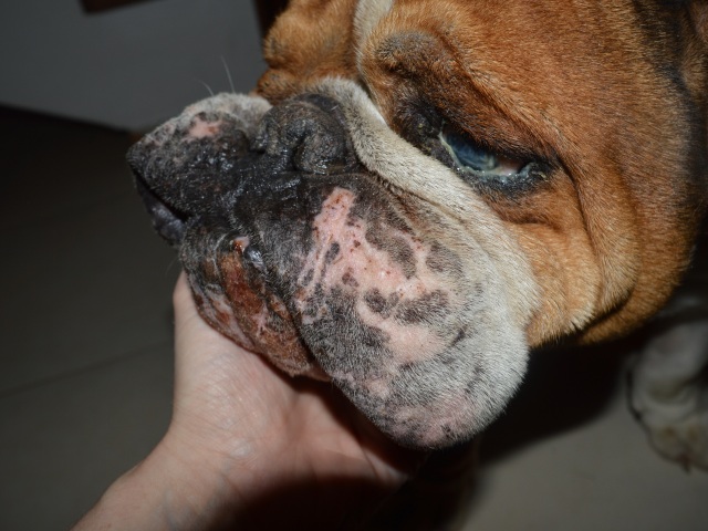 buldog, pes, množiareň