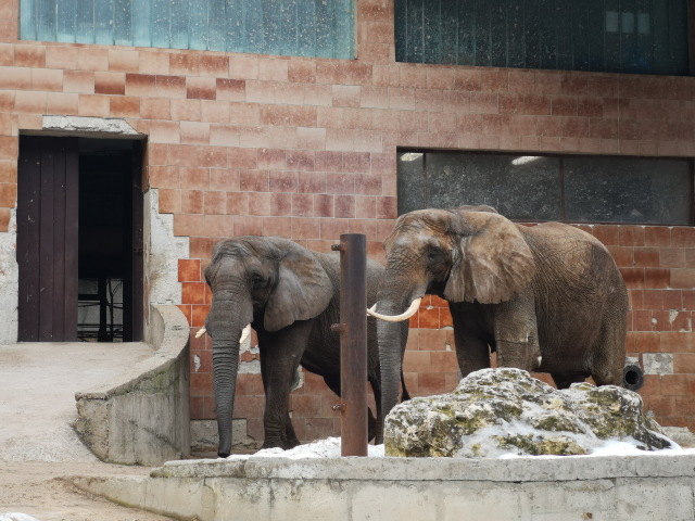 slon, zoo bojnice
