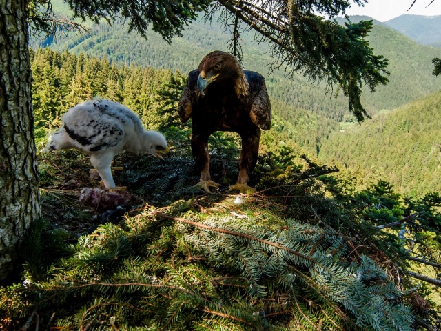 Envirokriminalita