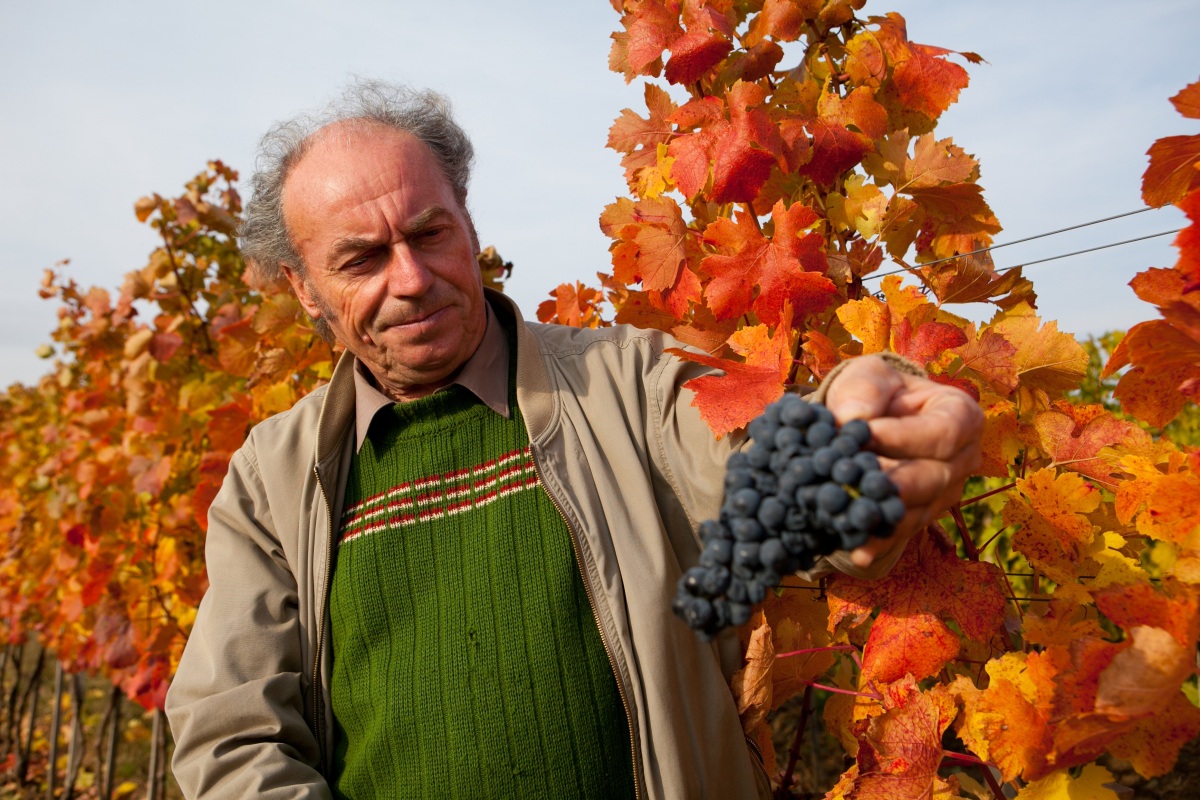 Ondrej Korpas, vinosad, Ruban, hrozno