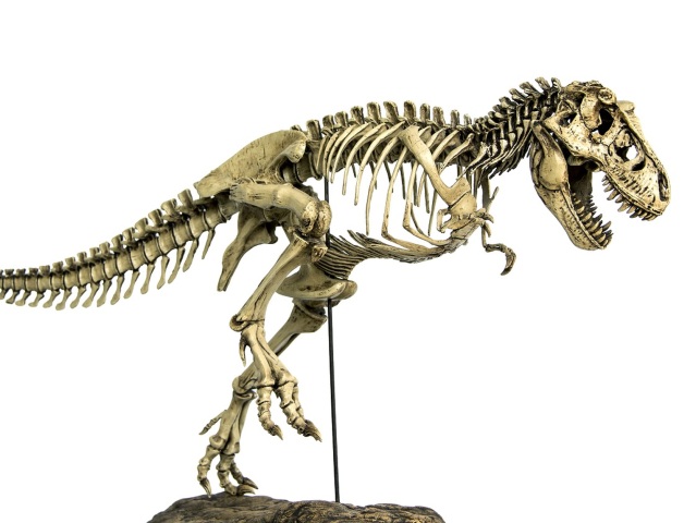 tyranosaurus