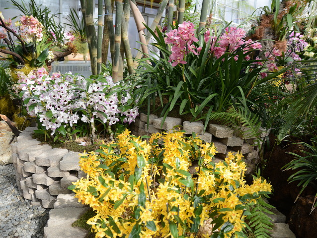 orchidea, botanická záhrada