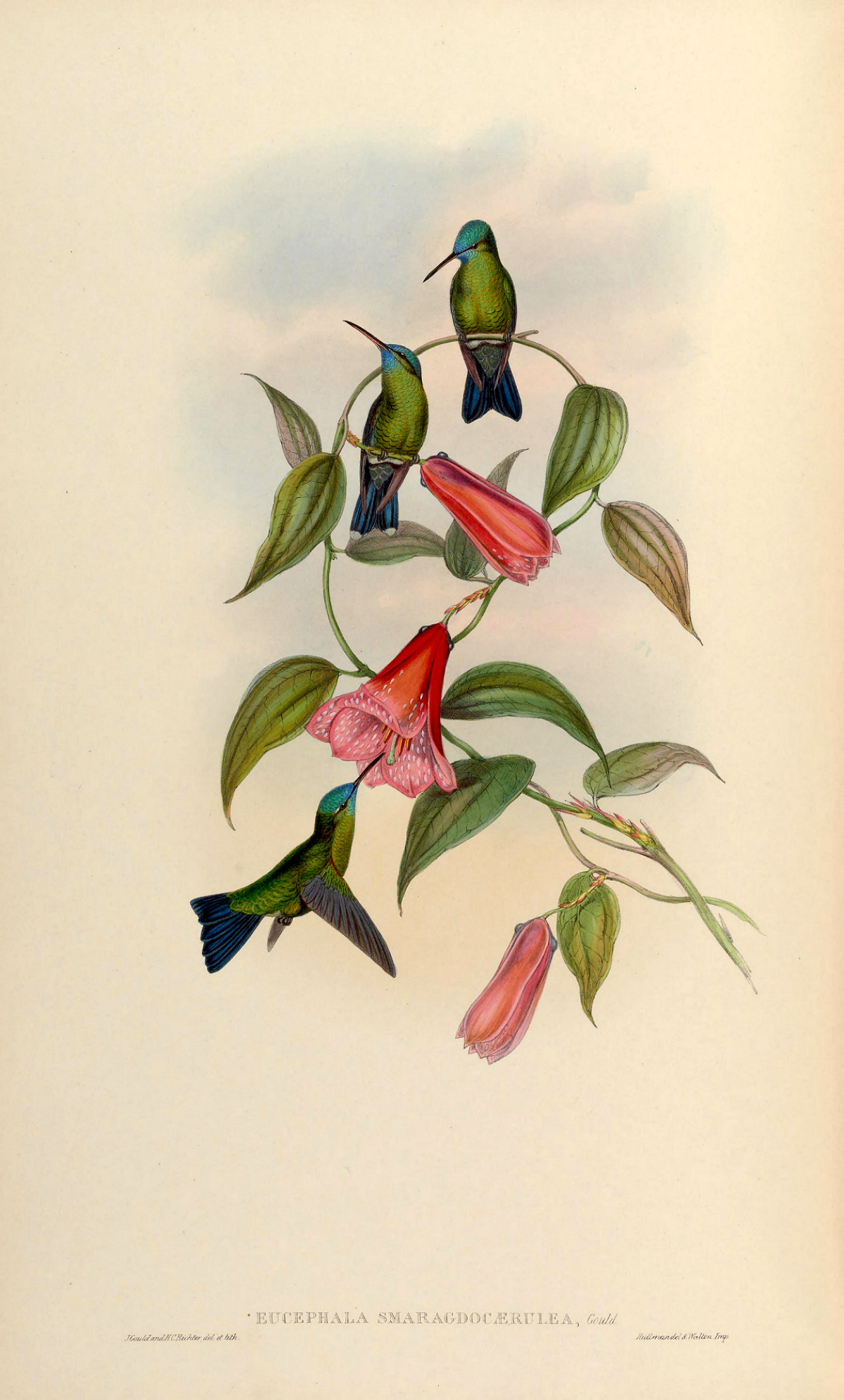lapageria rosea