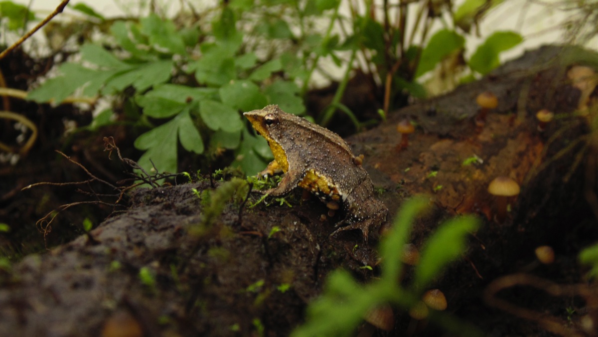 Nosatka Darwinova